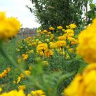 Yellow field