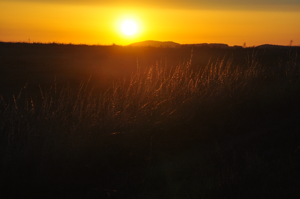 Yellow field