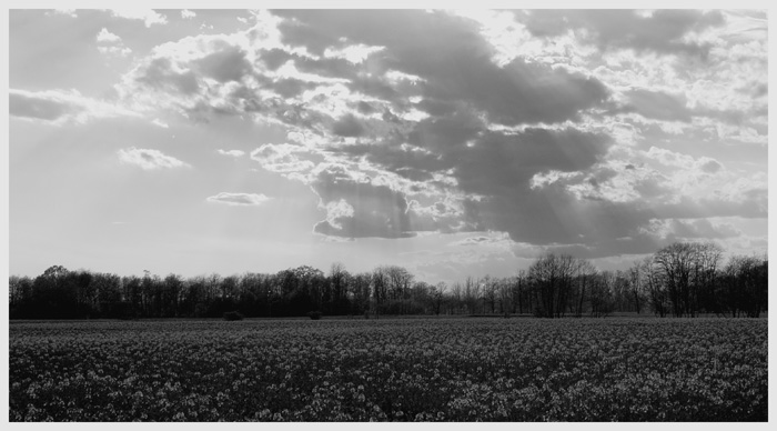 Yellow Field