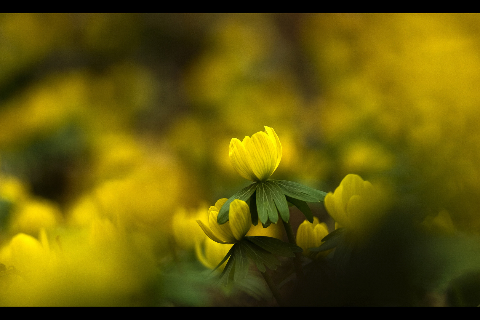 ~ Yellow Field ~