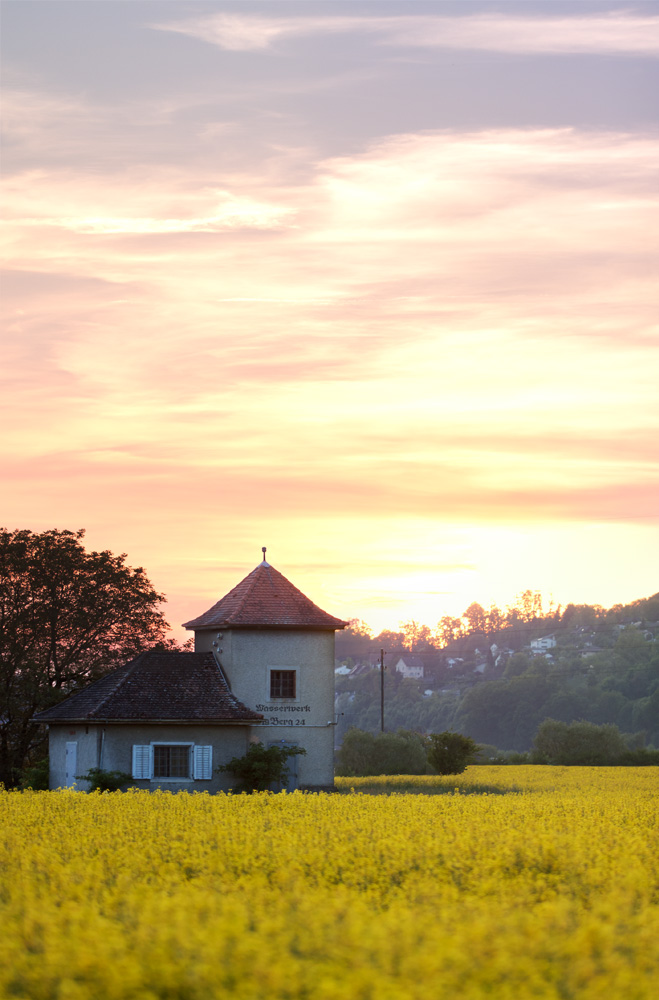 °°Yellow Field°° N°2