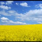 Yellow Fields