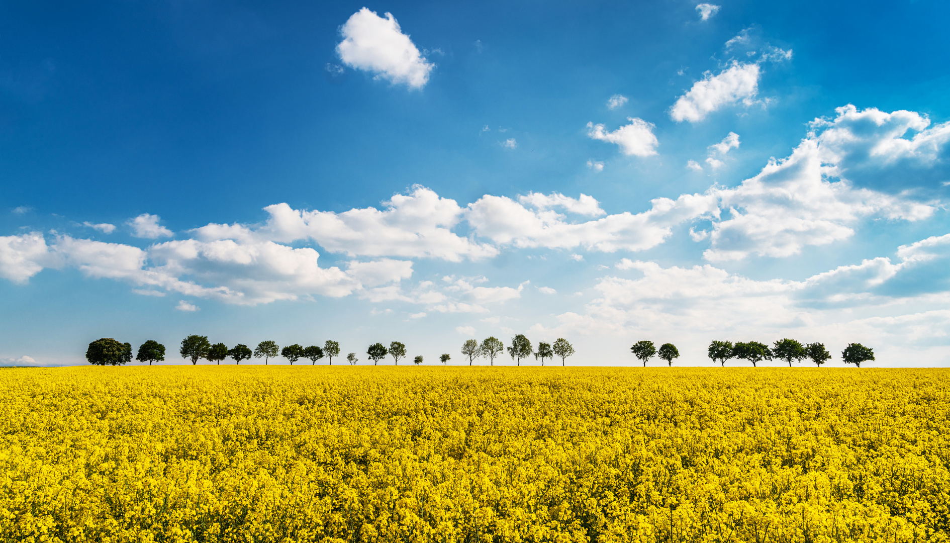 Yellow Fields