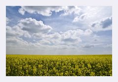 Yellow fields