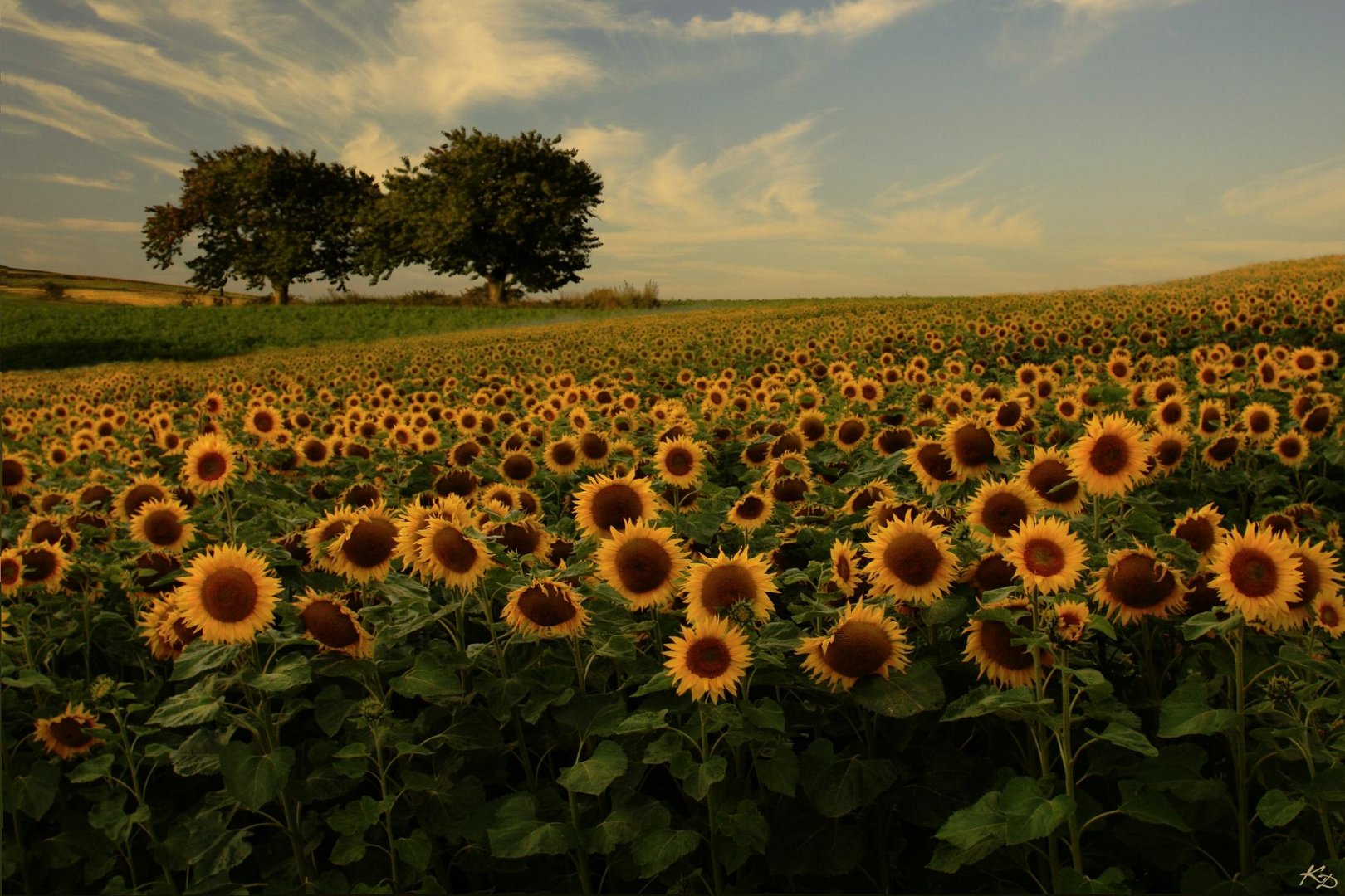 yellow fields