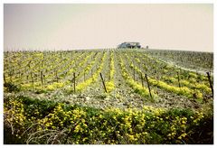 Yellow fields