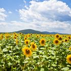 Yellow Fields