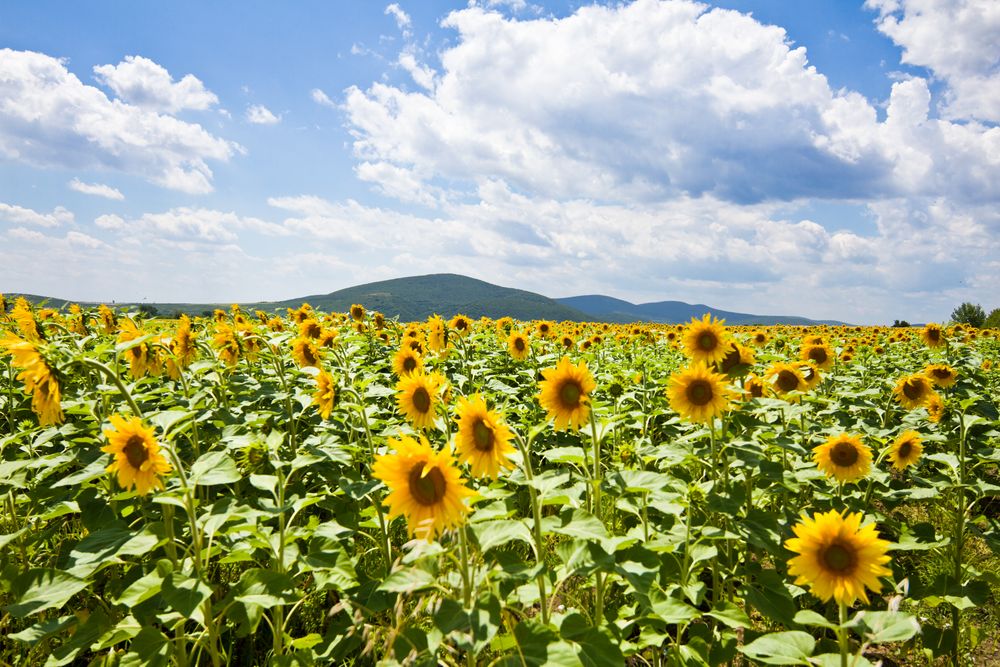 Yellow Fields