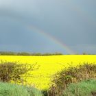 Yellow fields, Dunleer, Ireland