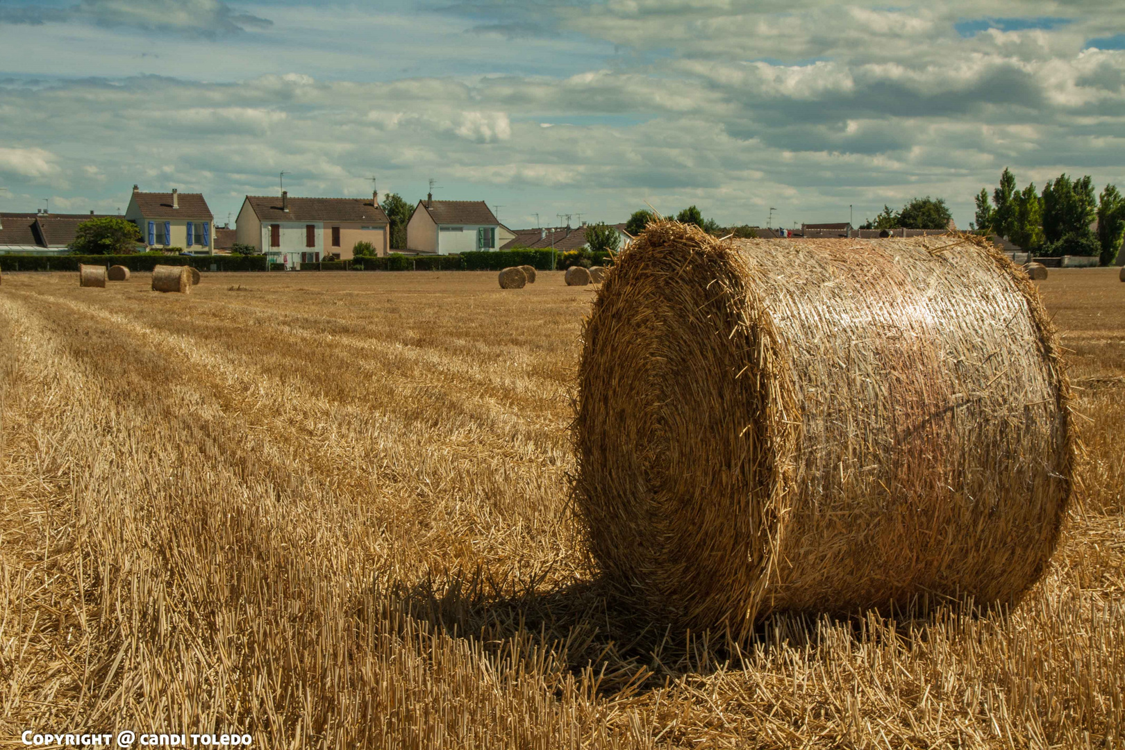 YELLOW FIELDS I