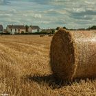 YELLOW FIELDS I