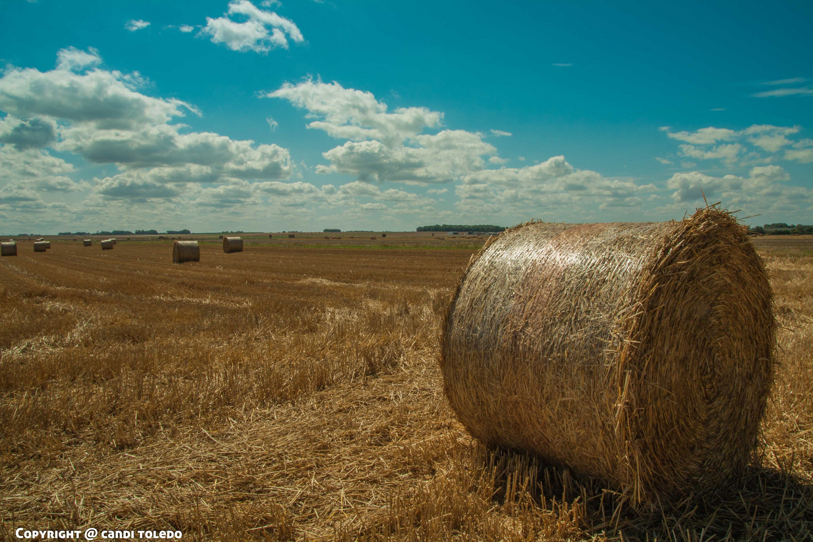 YELLOW FIELDS II