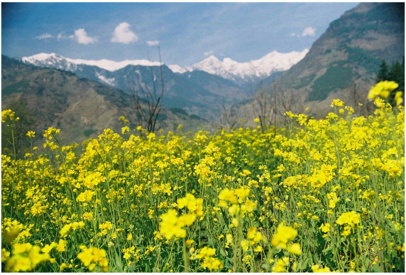 Yellow fields in Himalayas