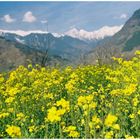 Yellow fields in Himalayas