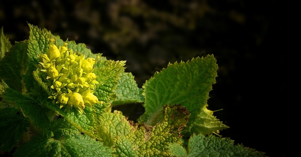 Yellow Figwort