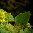 Yellow Figwort