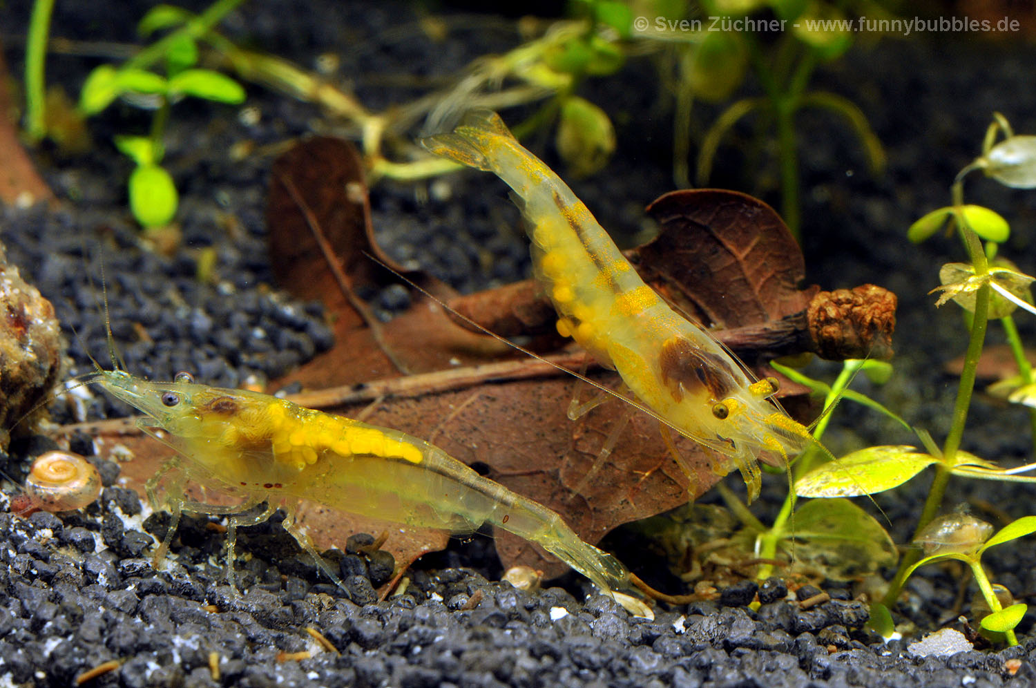 Yellow Fire - gelbe Zwerggarnelen im meinem Nano-Aquarium