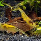 Yellow Fire - gelbe Zwerggarnelen im meinem Nano-Aquarium