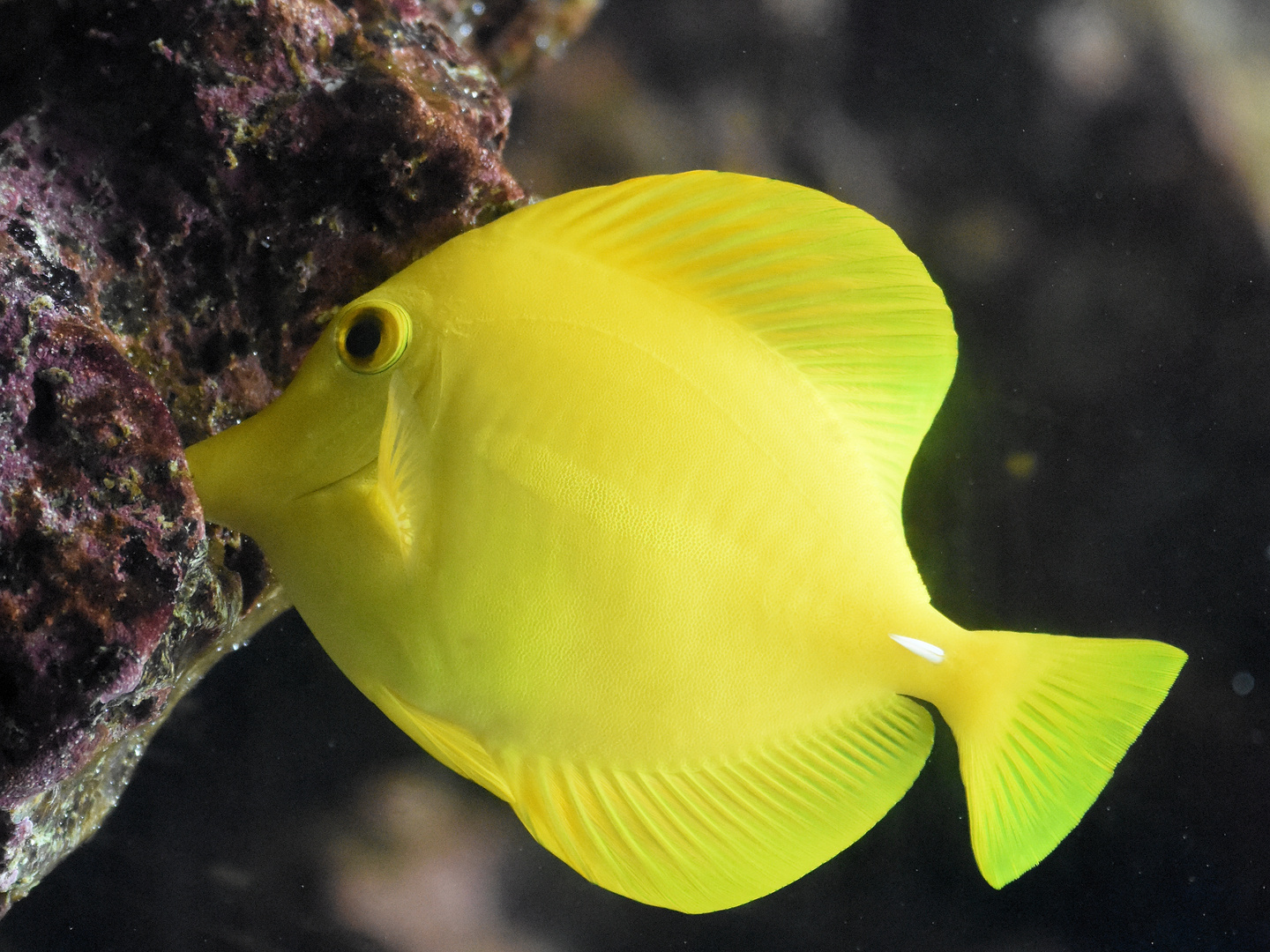 Yellow fish