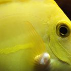 Yellow Fish