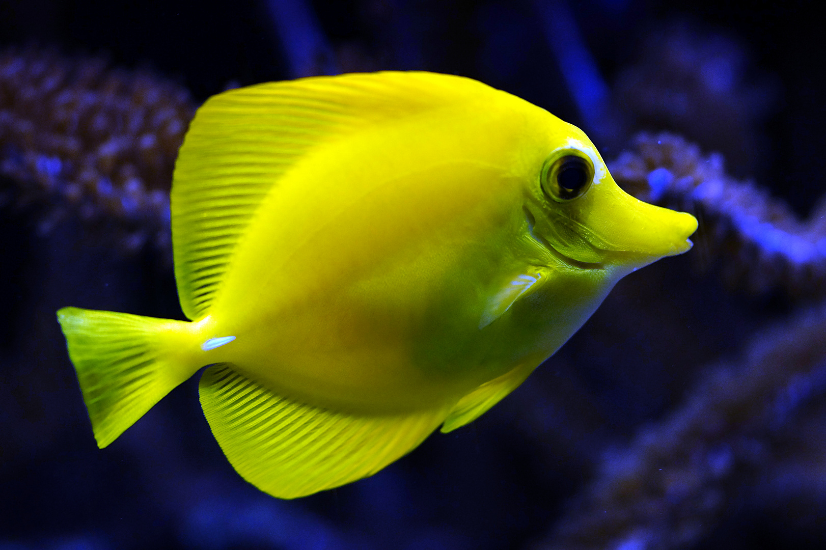 Yellow Fish