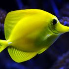 Yellow Fish