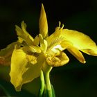 Yellow Flag Iris