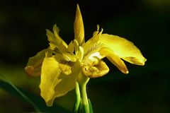 Yellow Flag Iris