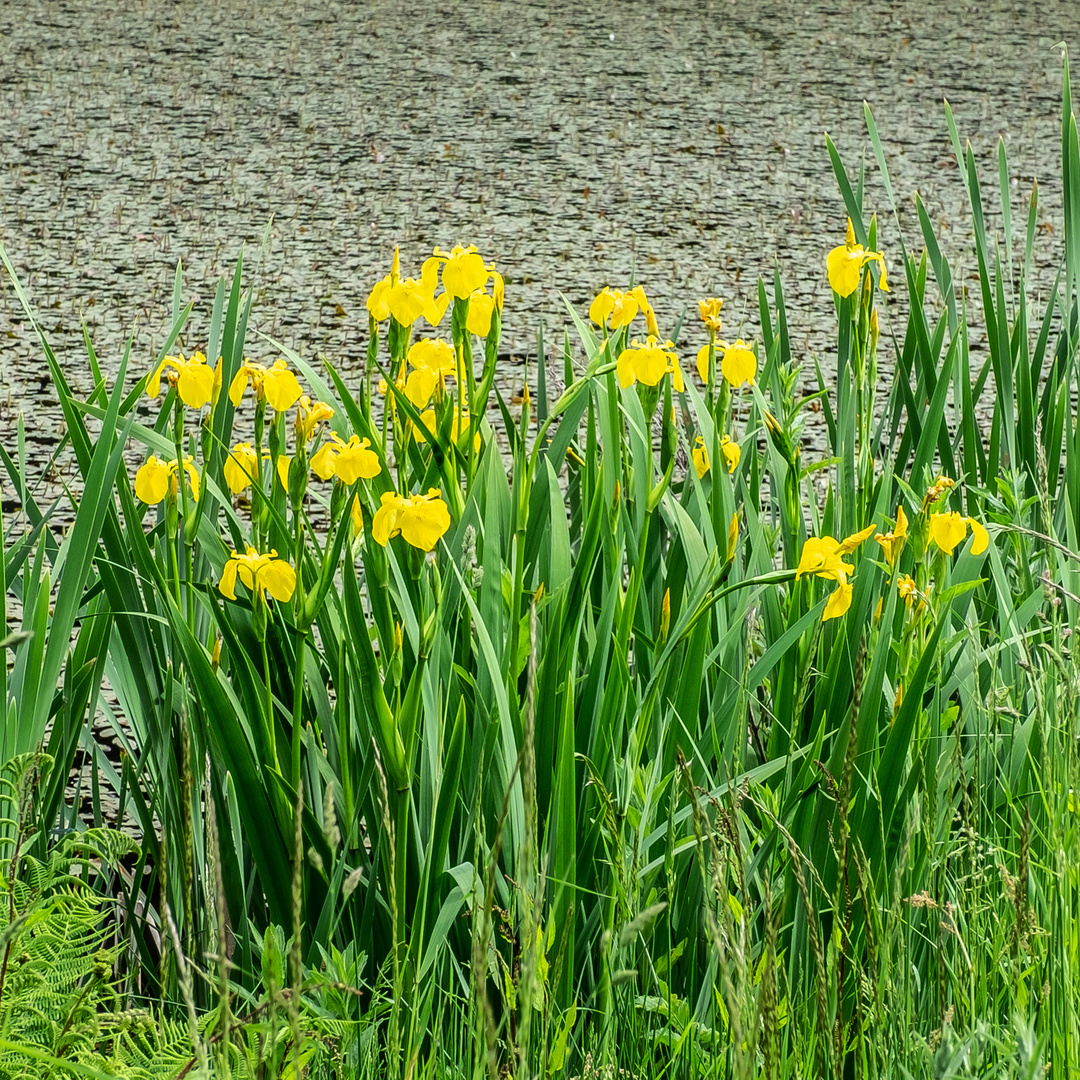 "Yellow Flags"