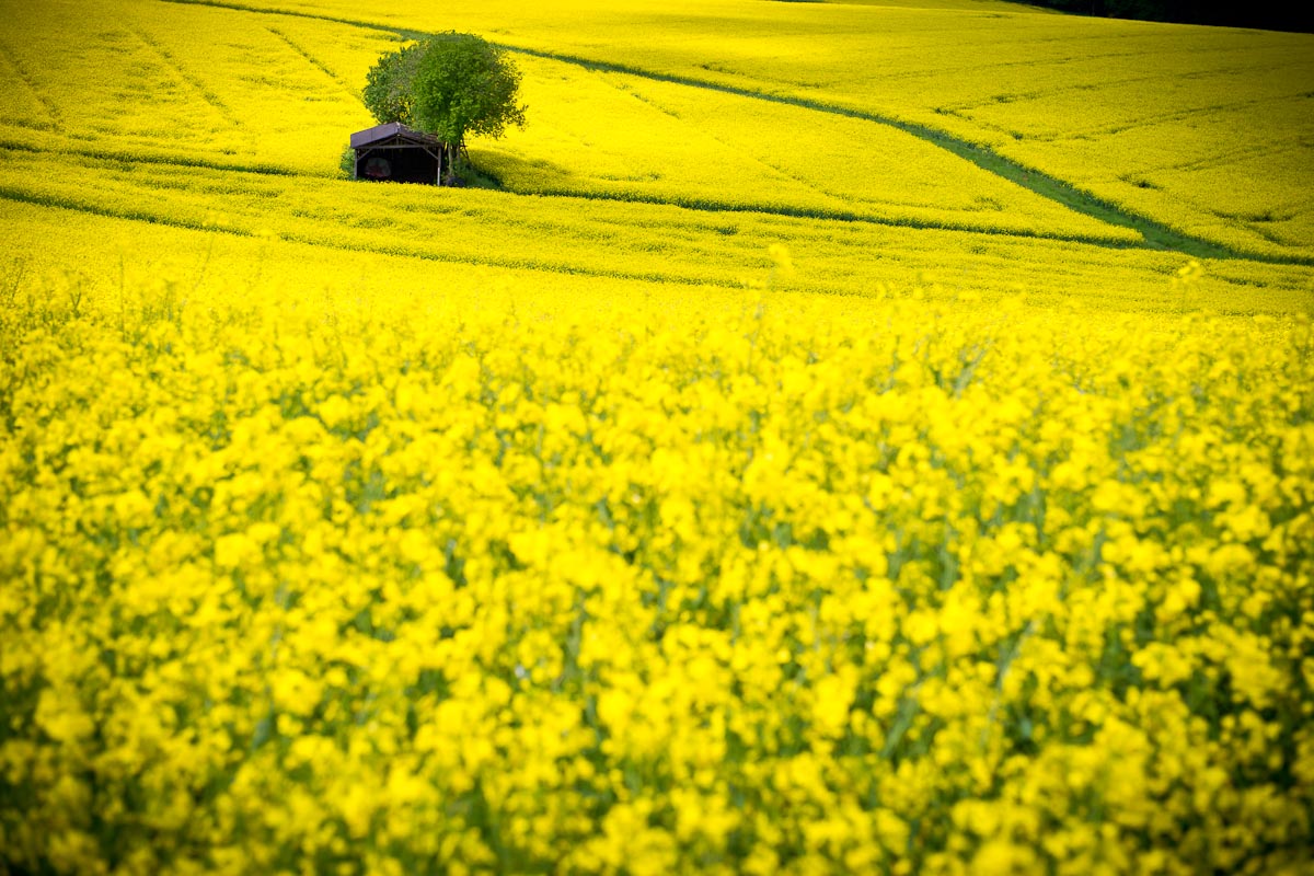 yellow flood