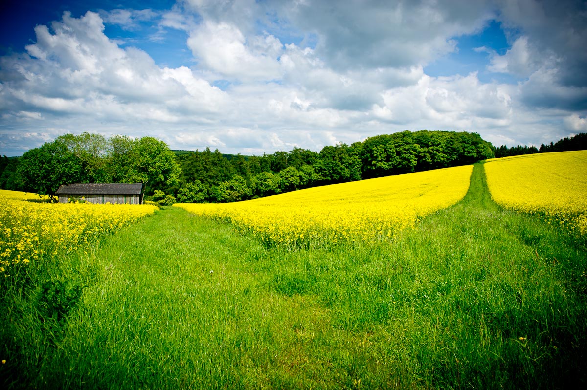 yellow flood II