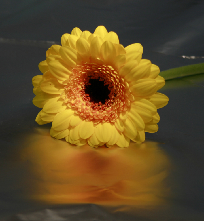 Yellow Flower