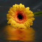 Yellow Flower