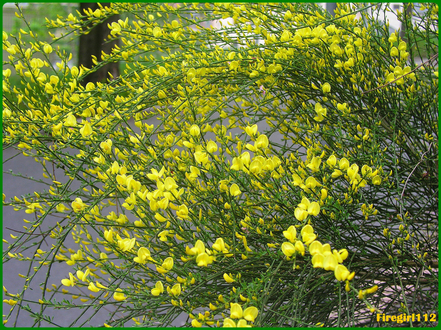 yellow flower