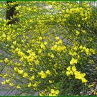 yellow flower