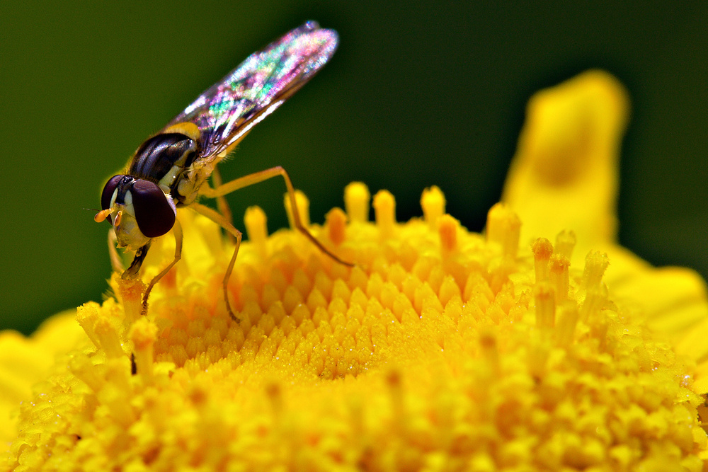 Yellow flower