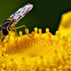 Yellow flower