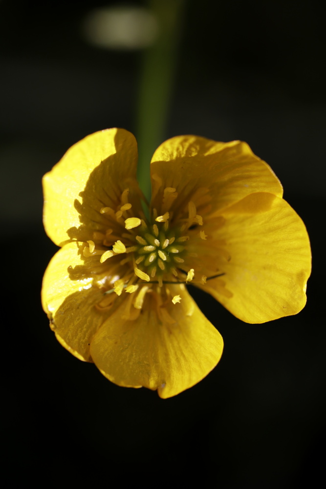 Yellow flower