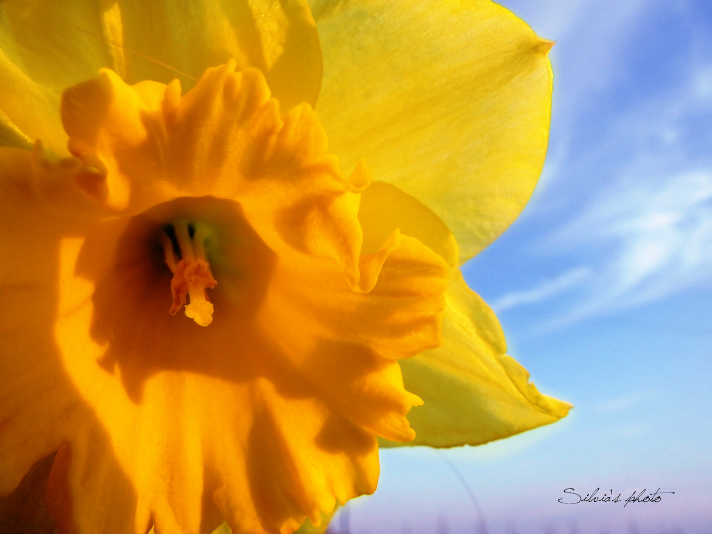 Yellow flower