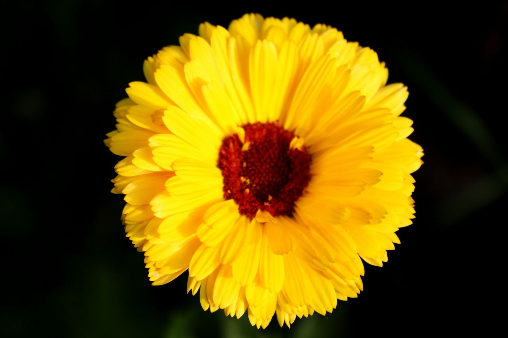 Yellow Flower