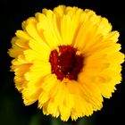 Yellow Flower