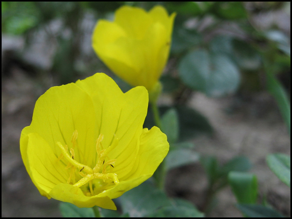 Yellow flower