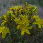 yellow flower