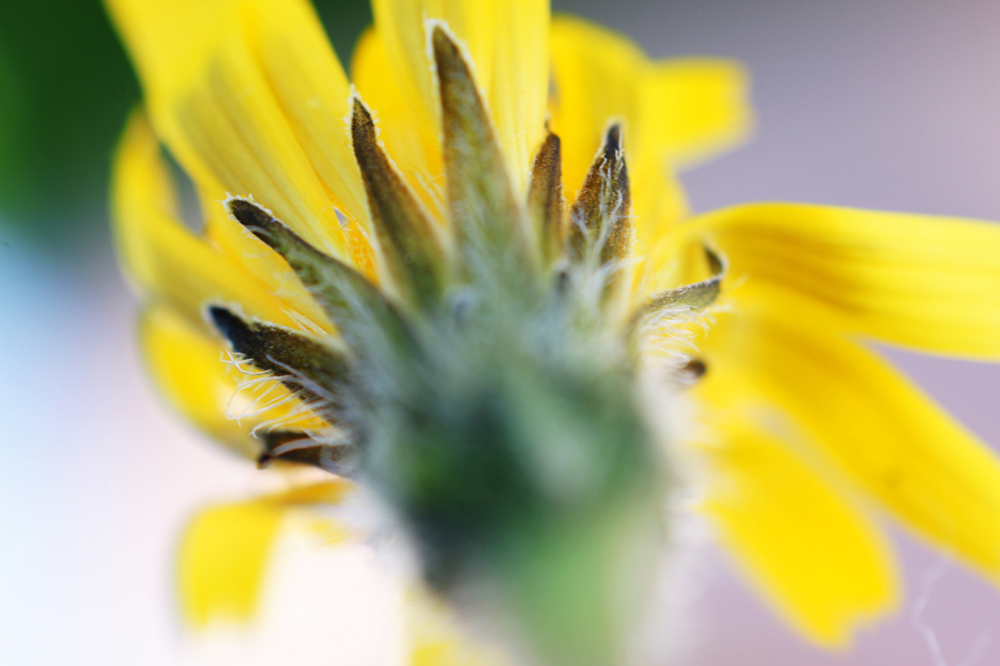 Yellow Flower