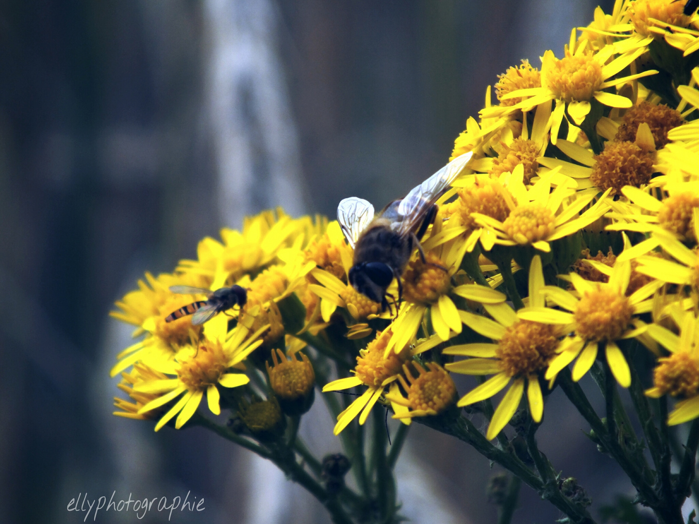 yellow flower