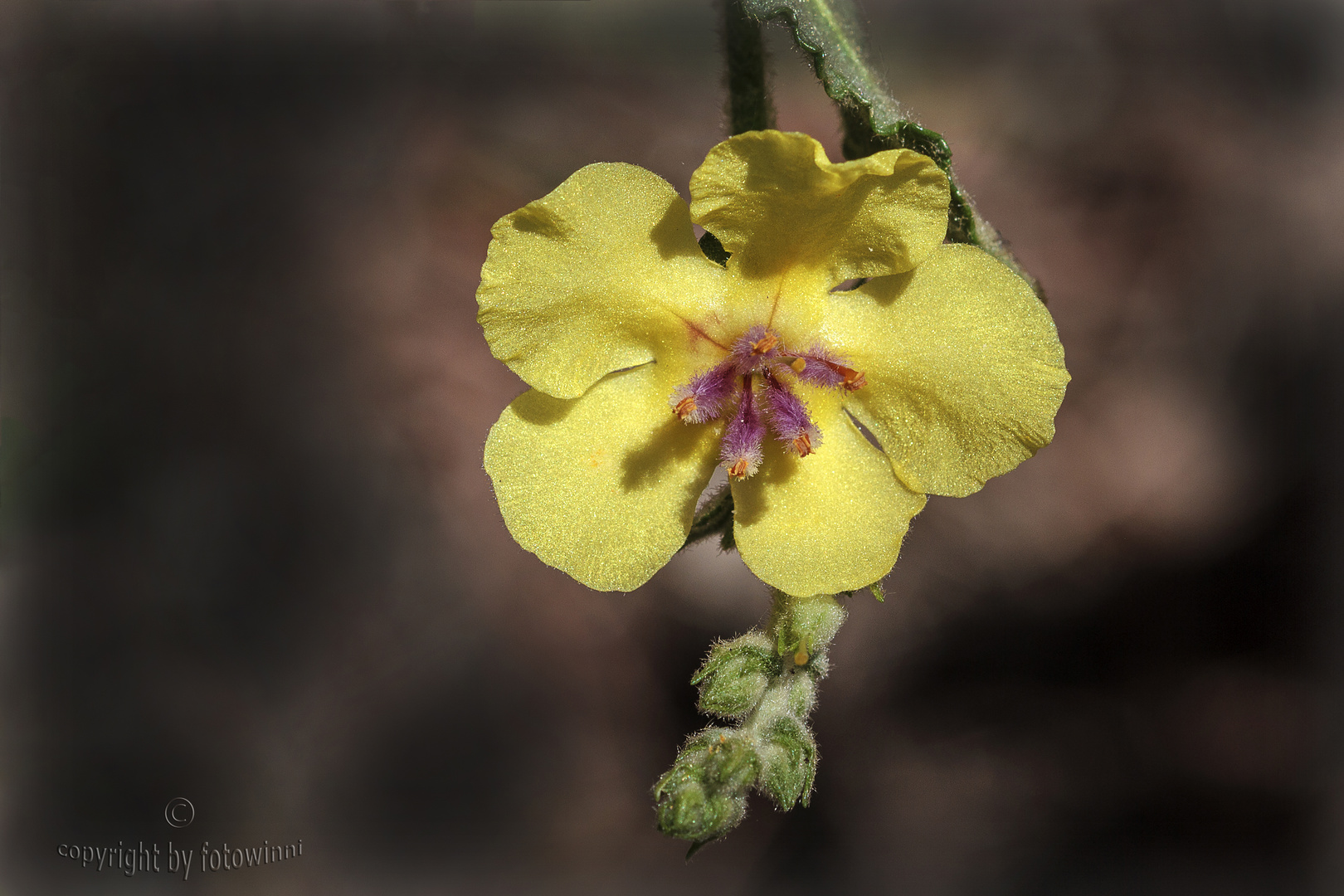 Yellow Flower