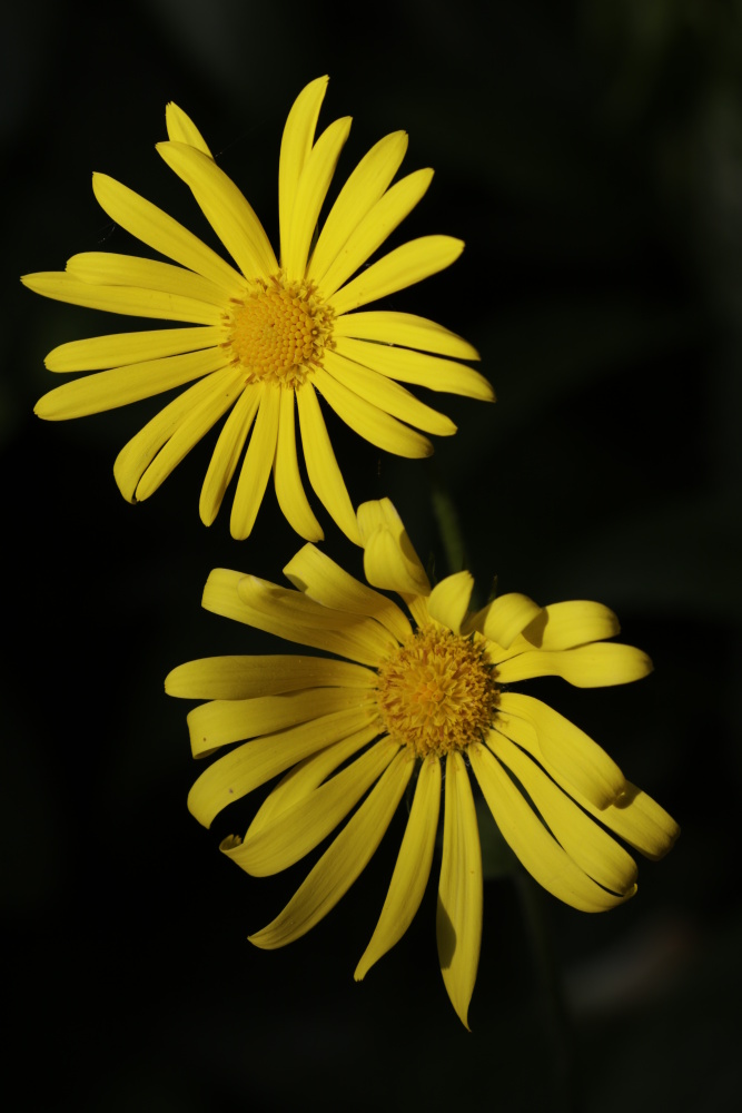 Yellow flower