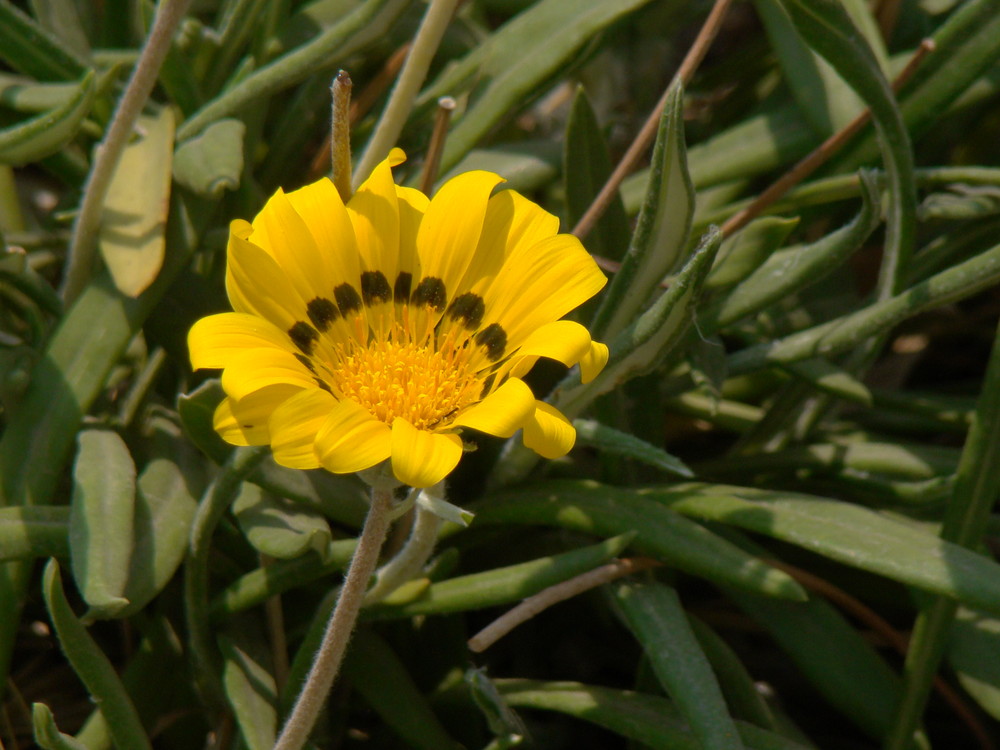 Yellow Flower