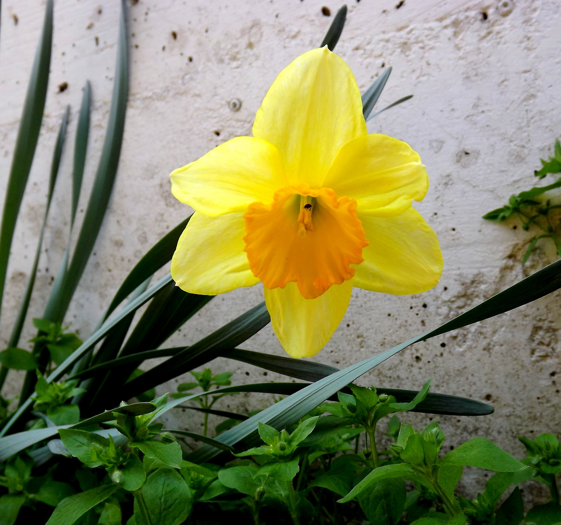 Yellow flower