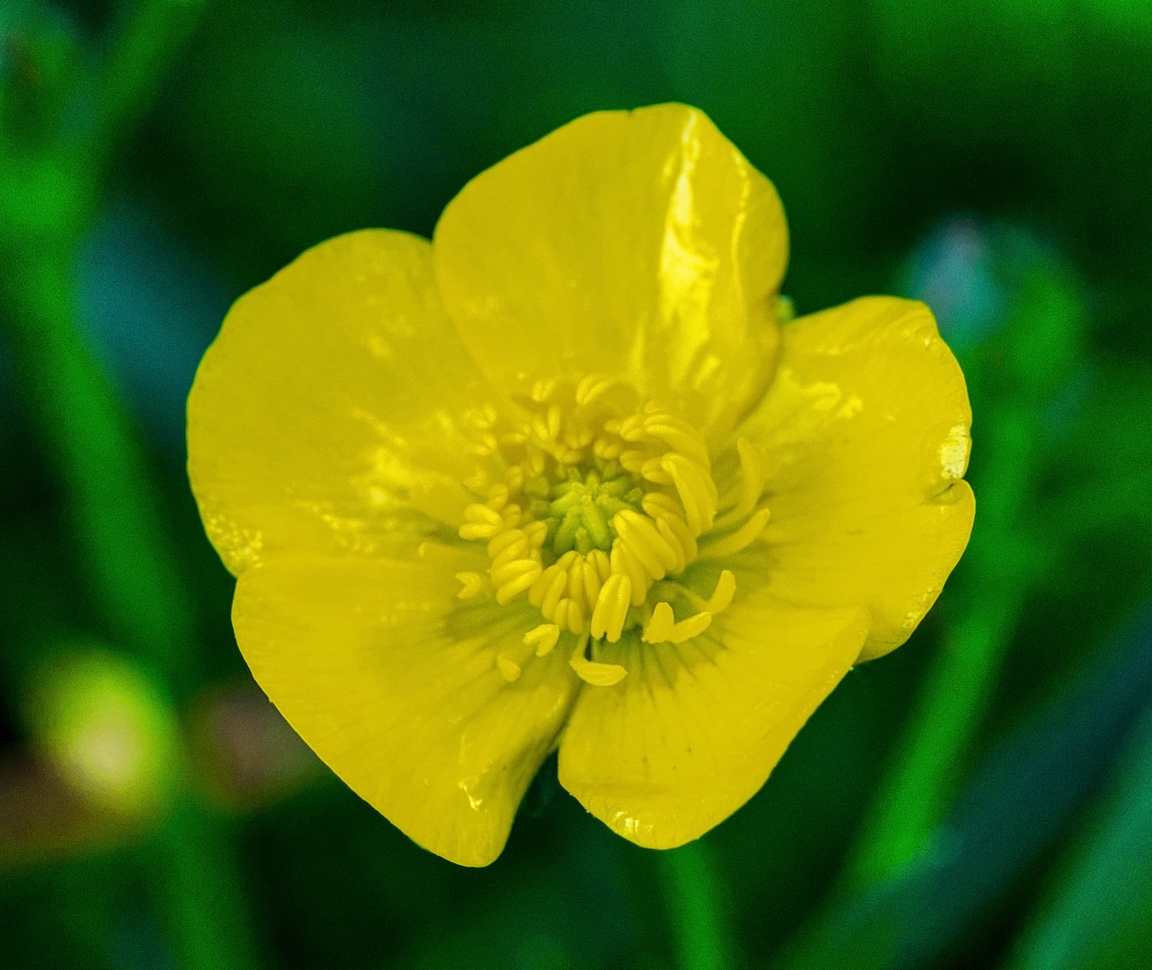 Yellow Flower